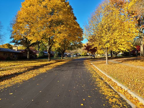 Street view in fall with falling leaves